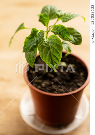 Young pepper plant Young pepper plant 123082532