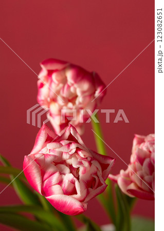Beautiful pink terry tulips on a pink background 123082651