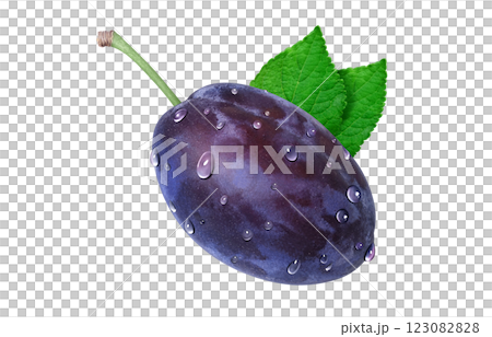 Prune illustration realistic 123082828
