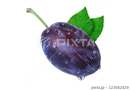 プルーン イラスト リアル プルーン イラスト リアル 123082829