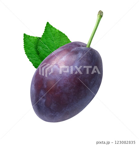 プルーン イラスト リアル プルーン イラスト リアル 123082835