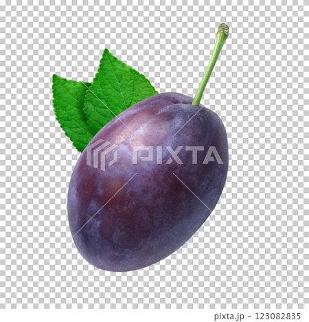 プルーン イラスト リアル プルーン イラスト リアル 123082835