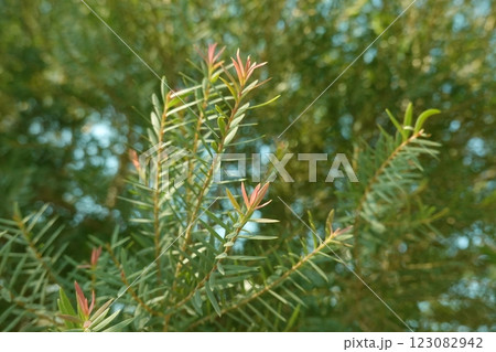 Melaleuca bracteata macro leaves small world Melaleuca bracteata macro leaves small world 123082942