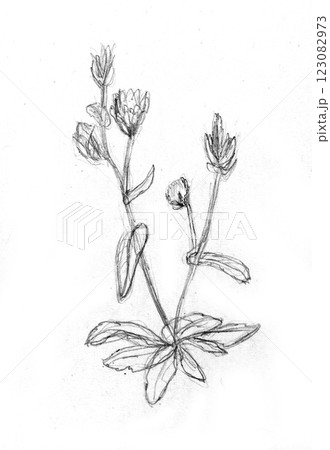 pencil drawing illustration, sketch, hand made 123082973
