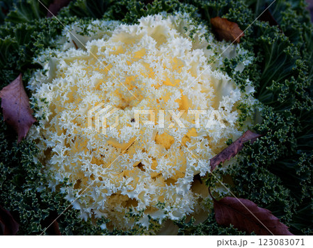 園芸植物アブラナ科ハボタン 123083071