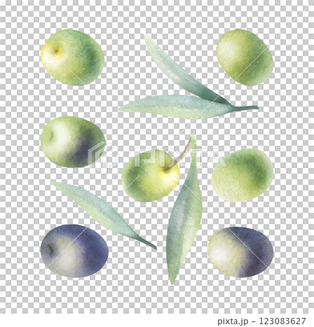 Olive fruits, green and black, leaves. Watercolor isolated illustration set hand drawn in botanical realistic style for food production, bottle label, nature bio cosmetic, healthy vegetarian menu. 123083627