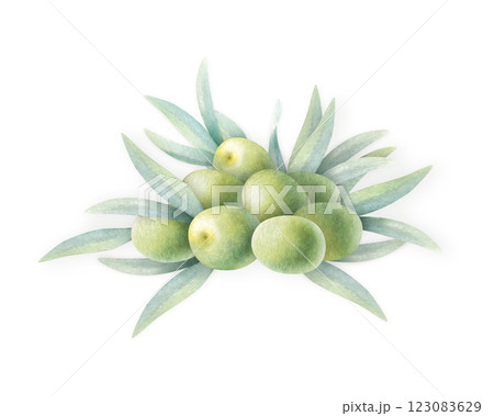Olive fruits with green leaves piled watercolor isolated illustration hand drawn of stacked olives in botanical realistic style for food production, bottle label, nature bio cosmetic, vegetarian menu. Olive fruits with green leaves piled watercolor isolated illustration hand drawn of stacked olives in botanical realistic style for food production, bottle label, nature bio cosmetic, vegetarian menu. 123083629