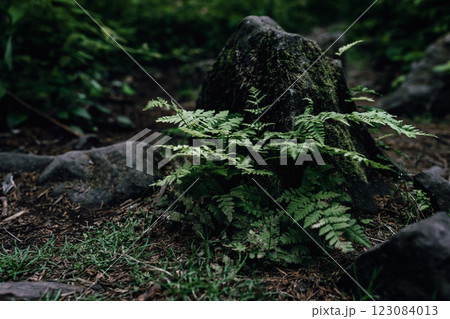Nestled against a mossy tree trunk, this fern adds a touch of life and color to the forest floor. Nestled against a mossy tree trunk, this fern adds a touch of life and color to the forest floor. 123084013