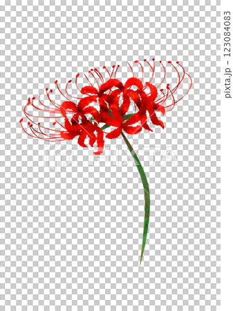 紅蜘蛛百合的水彩風格插圖 123084083