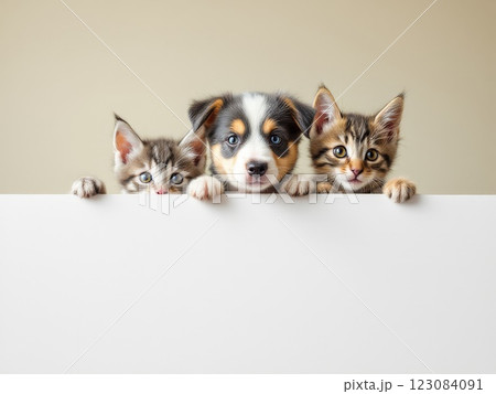 Two kittens and a puppy holding a white sign Two kittens and a puppy holding a white sign 123084091