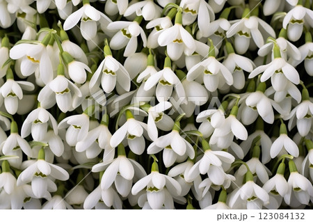 White snowdrop flowers background 123084132