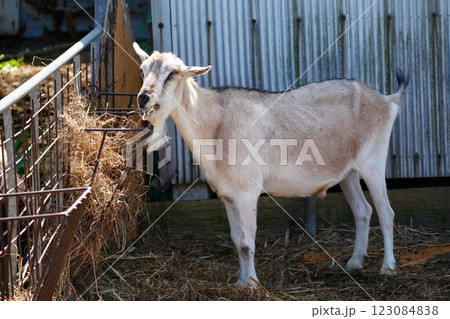 やぎ (北海道恵庭市 むらかみ牧場) やぎ (北海道恵庭市 むらかみ牧場) 123084838