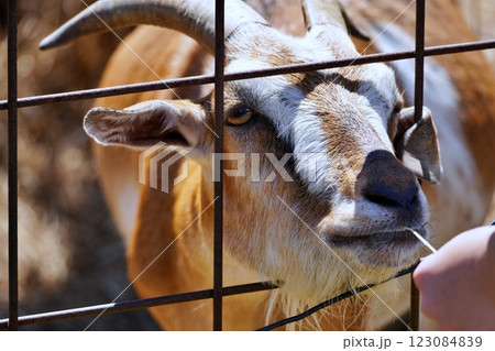 ヤギへのエサやり　(北海道恵庭市 むらかみ牧場) 123084839