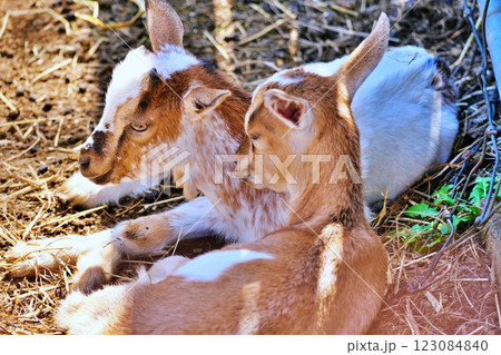 仔やぎ　(北海道恵庭市 むらかみ牧場) 123084840