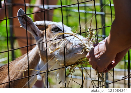 やぎ　(北海道恵庭市 むらかみ牧場) 123084844
