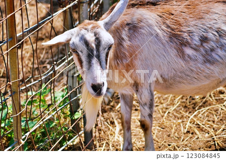 やぎ　(北海道恵庭市 むらかみ牧場) 123084845