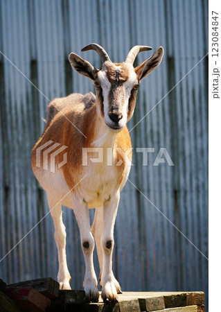 やぎ　(北海道恵庭市 むらかみ牧場) 123084847