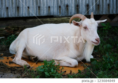 やぎ　(北海道恵庭市 むらかみ牧場) 123084849