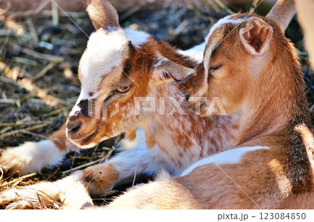 仔やぎ　(北海道恵庭市 むらかみ牧場) 123084850