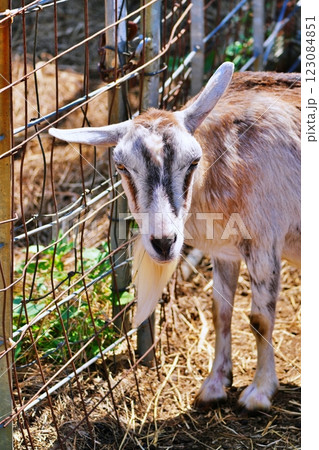 やぎ　(北海道恵庭市 むらかみ牧場) 123084851