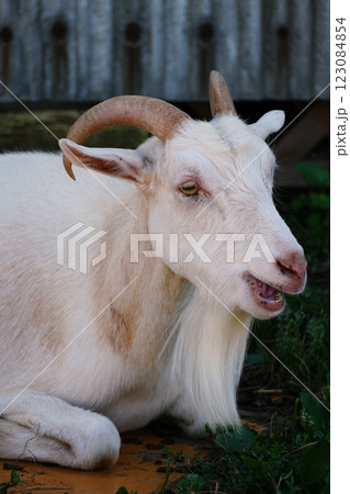 やぎ　(北海道恵庭市 むらかみ牧場) 123084854