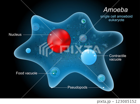Anatomy of an amoeba proteus Anatomy of an amoeba proteus 123085152