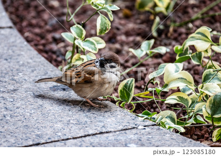 地面に降りたスズメ 123085180