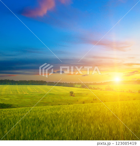 Green wheat field and sunrise. 123085419