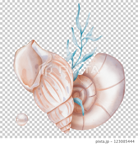 Watercolor composition of Seashells and Seaweed. hand drawn illustration of Sea Shell and brown Algae on isolated background. Undersea element for design in marine vintage style. 123085444