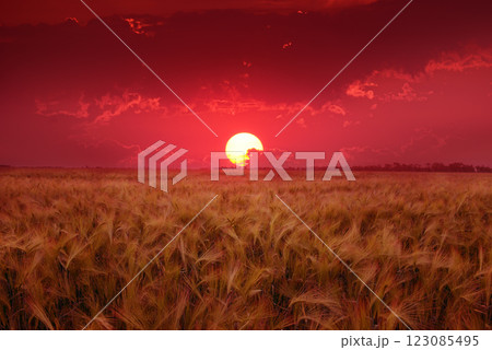 Sun's disk in beautiful sky over wheat field. 123085495