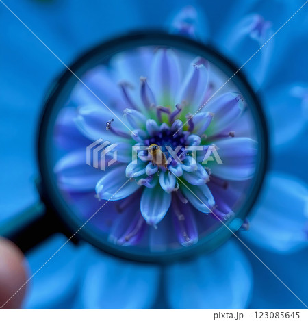 A bug under a magnifying glass 123085645