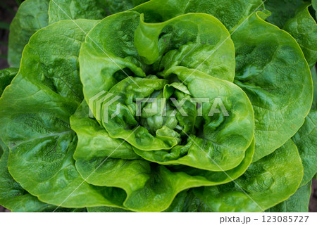 Close up of fresh organic lettuce growing in a greenhouse - selective focus 123085727