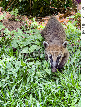 Close-up of a coati in a lush green forest searching for food 123085815