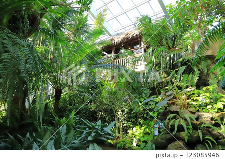 板橋区立熱帯環境植物館 1F 熱帯低地林 板橋区立熱帯環境植物館 1F 熱帯低地林 123085946