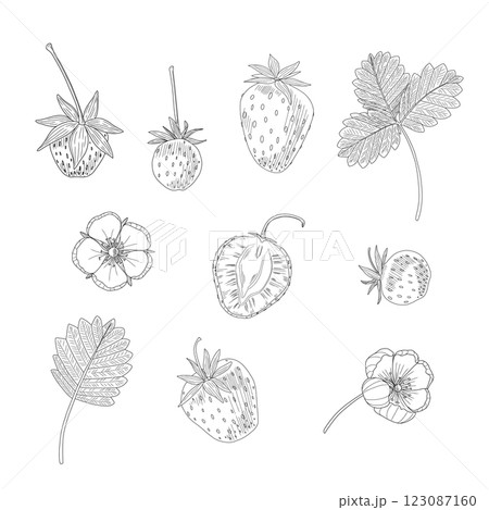 Set with red strawberries on a white background. Vector illustration of flowers and berries with leaves. Painted food, fruit. Summer berries. Suitable for prints, wallpapers, boxes, packages 123087160