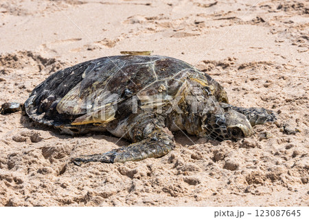 A dead turtle on the beach of Canoa Quebrada at Aracati in Ceara, Brazil. 123087645