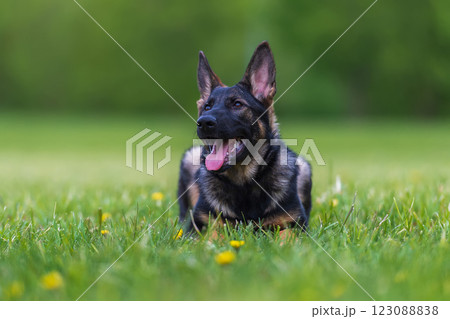 German shepherd puppy on the grass in the garden. Selective focus 123088838