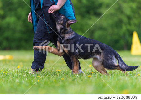 German shepherd puppy in training in summer park. Selective focus 123088839