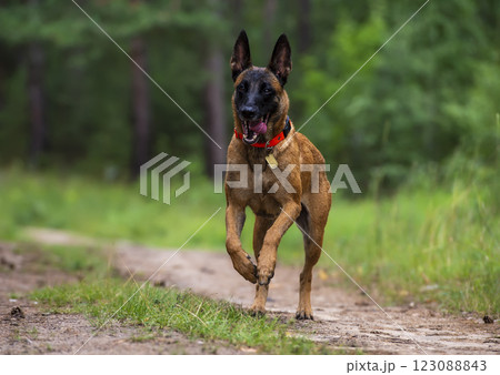 Malinois Belgian Shepherd dog running in the forest on a summer day 123088843