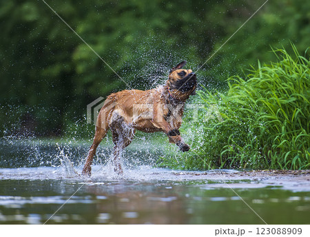 Belgian shepherd malinois puppy playing in water Belgian shepherd malinois puppy playing in water 123088909