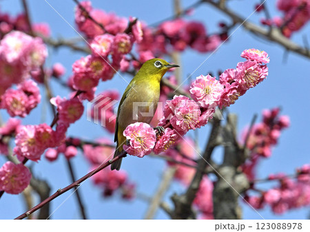 満開の紅梅にメジロ ( 春イメージ )( ほのぼのイメージ ) 満開の紅梅にメジロ ( 春イメージ )( ほのぼのイメージ ) 123088978