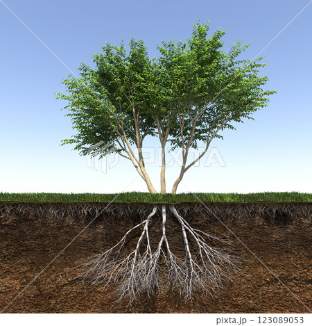 tree with strong and deep roots, 3d render 123089053