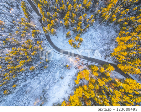Aerial view of a winter forest showing a winding road surrounded by snow-covered trees and vibrant yellow leaves. The contrast of white and yellow highlights the beauty of the season. 123089495