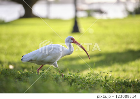 White ibis wild bird, also known as great egret or heron walking on grass in town park in summer 123089514