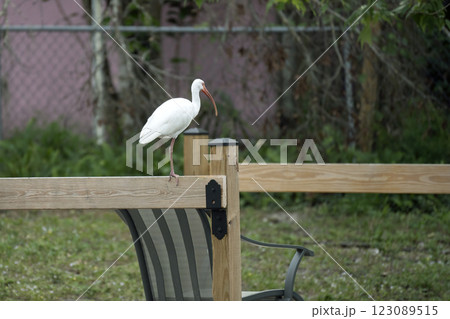 White ibis wild bird perching on backyard fence in Florida 123089515