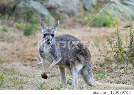 アカカンガルー 123089700