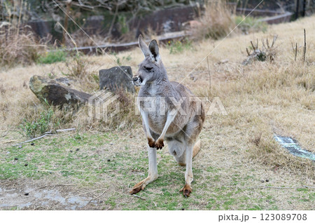 アカカンガルー 123089708