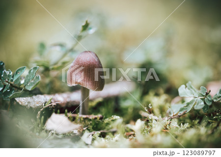 Mushroom. small forest inedible brown mushroom in moss Mushroom. small forest inedible brown mushroom in moss 123089797