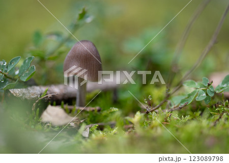Mushroom. small forest inedible brown mushroom in moss 123089798
