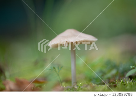 mycena galopus, commonly known as the milky mycena is an inedible species of fungus in the family Mycenaceae of the order Agaricales. 123089799